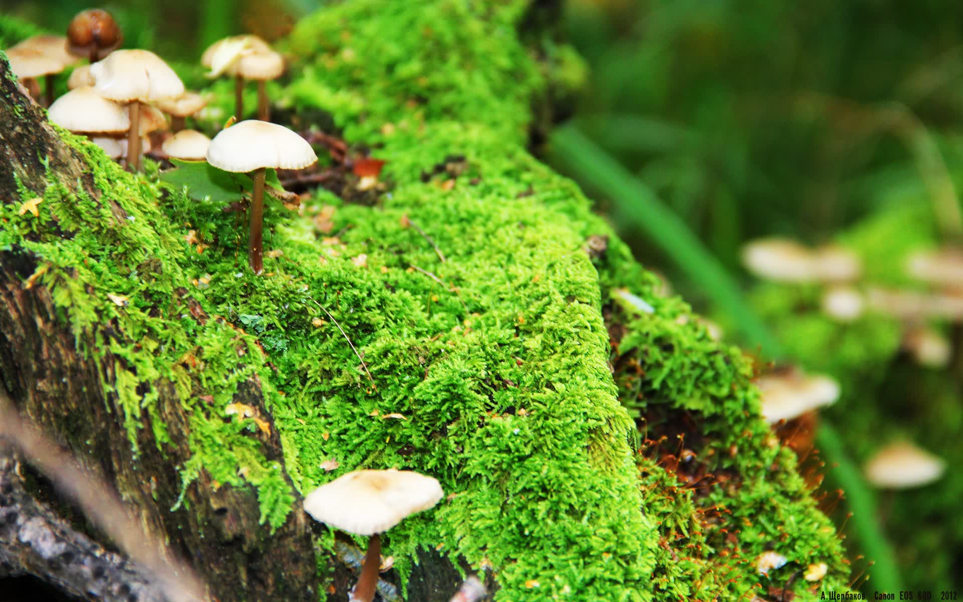 世界举重康复示范课堂第41站课程回放与学员感言发布，全世界举重比赛视频2021